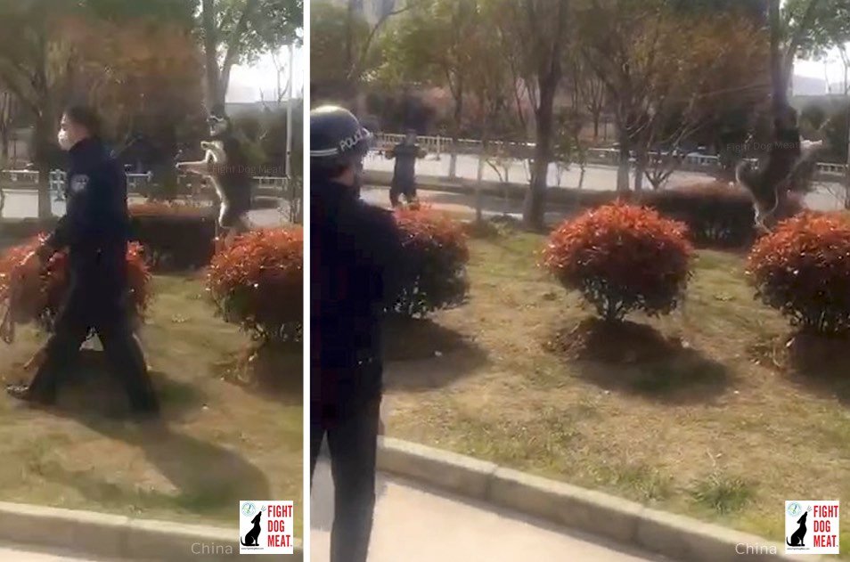 中国警察：公園で真昼間から犬の首吊る！