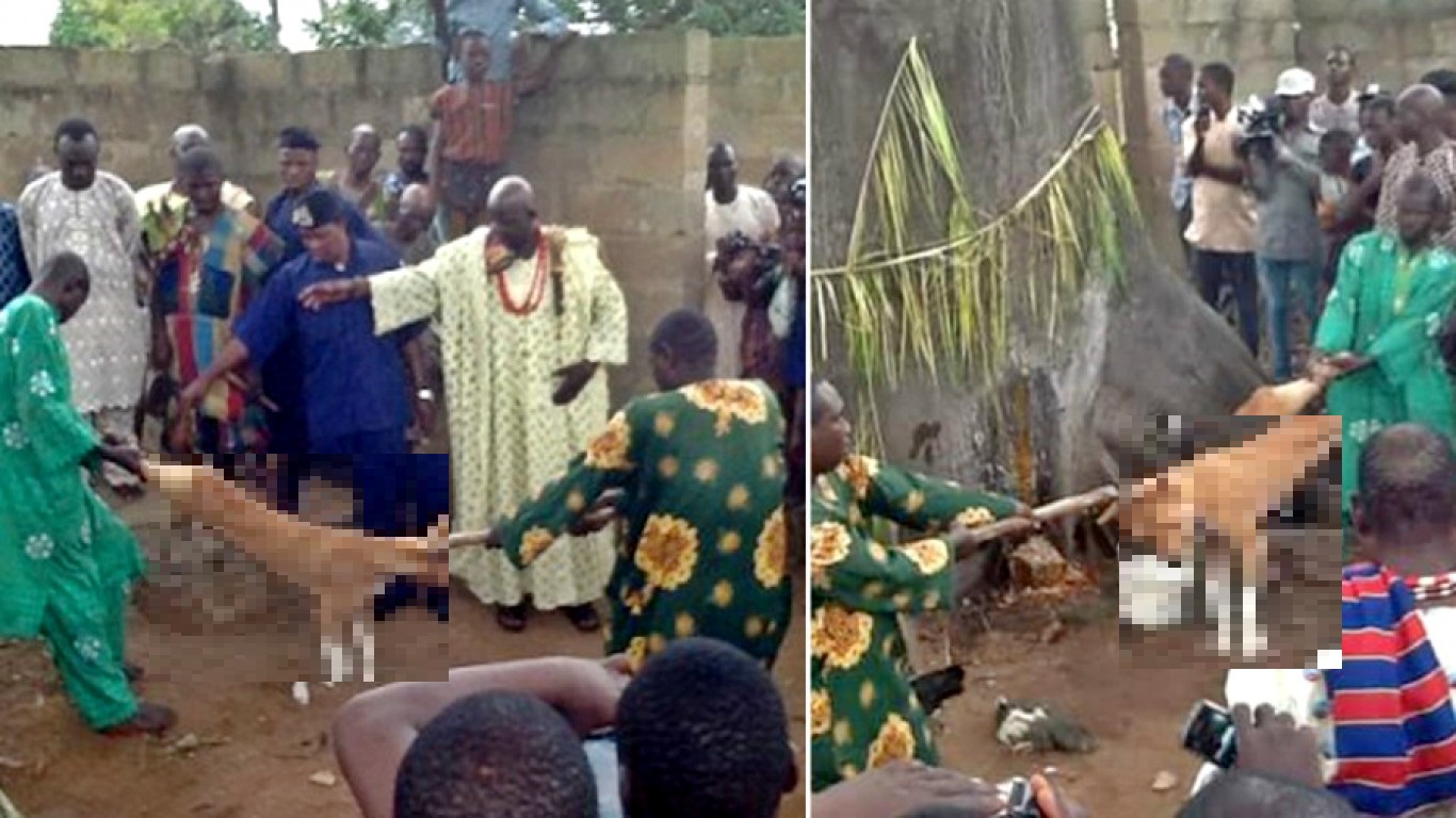 ナイジェリア（アフリカ）：犬の生贄「オグン祭り」