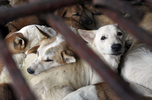 ベトナム：ホーチミン市犬肉反対を表明！