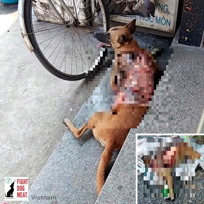ベトナム：毛皮を剥がされ殺された‼