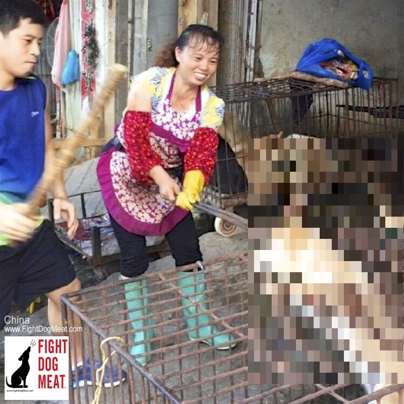 中国　冷酷非道な犬肉夫婦からの挑戦状‼