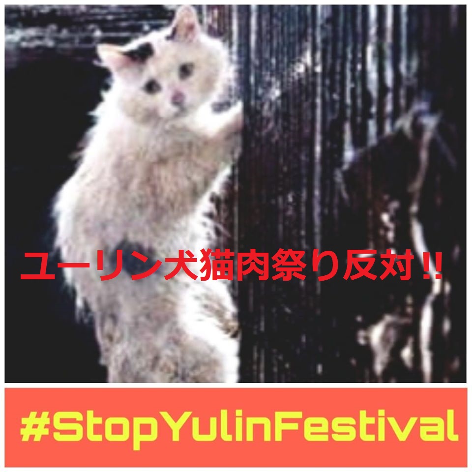 中国：盗まれたペット猫　ハルちゃん