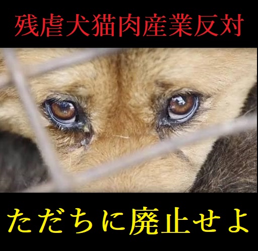 中国：ユーリン犬肉祭り開催される‼
