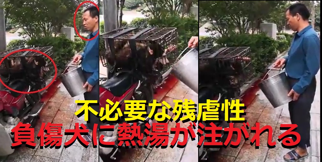 中国犬肉産業：不必要な残虐性‼白昼堂々と負傷犬に熱湯が掛けられる‼