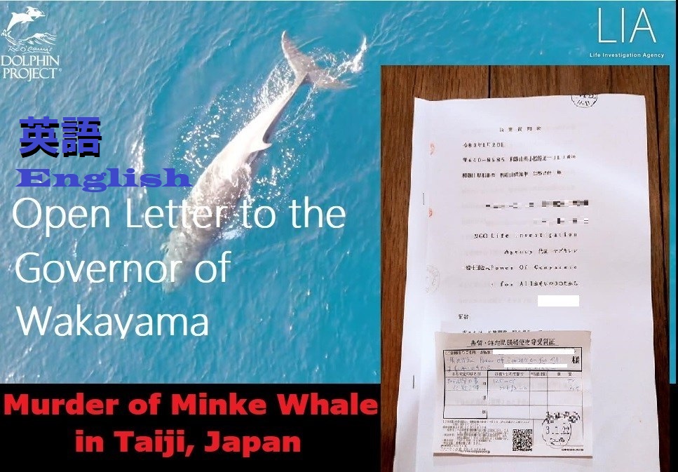 Murder of Minke Whale in Taiji: Open Letter to the Governor of Wakayama