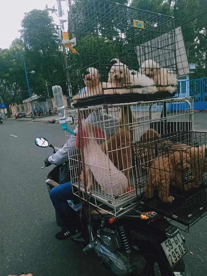 ベトナム　犬肉市場へ搬送されるプードル