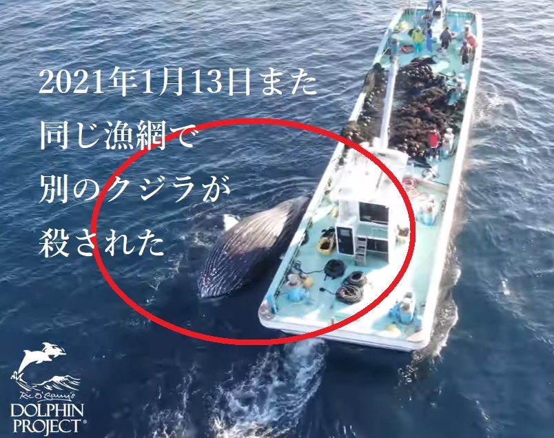 太地 また‼❓ ミンククジラの「ホープが混獲した定置網でザトウクジラが絡まって死亡。遺体は海に捨てられた！