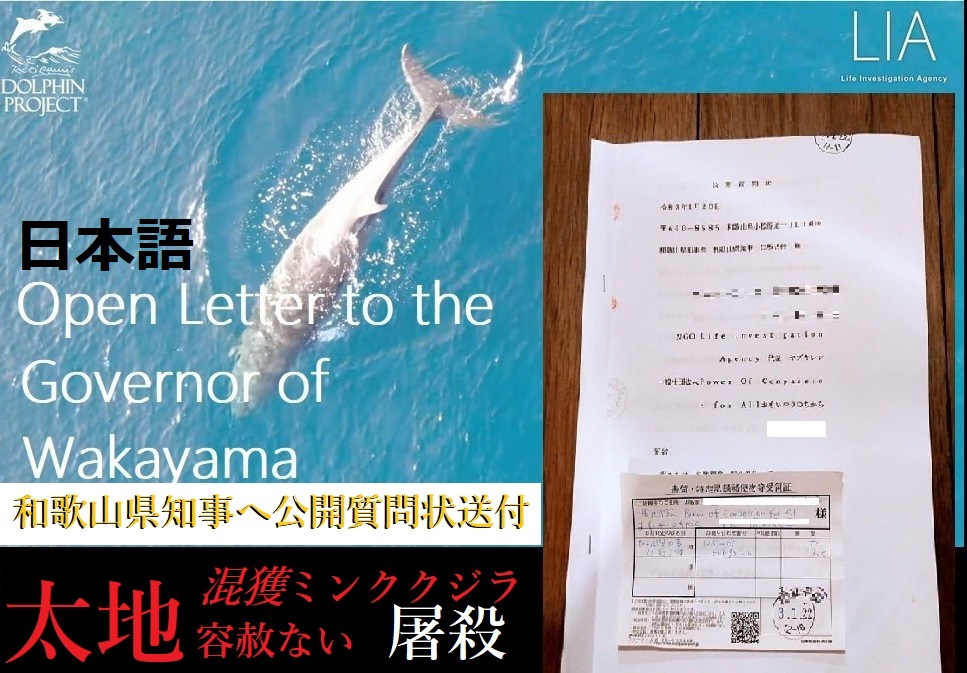 混獲のミンククジラの子が屠殺された件で：和歌山県知事宛てに「公開質問状」送付！