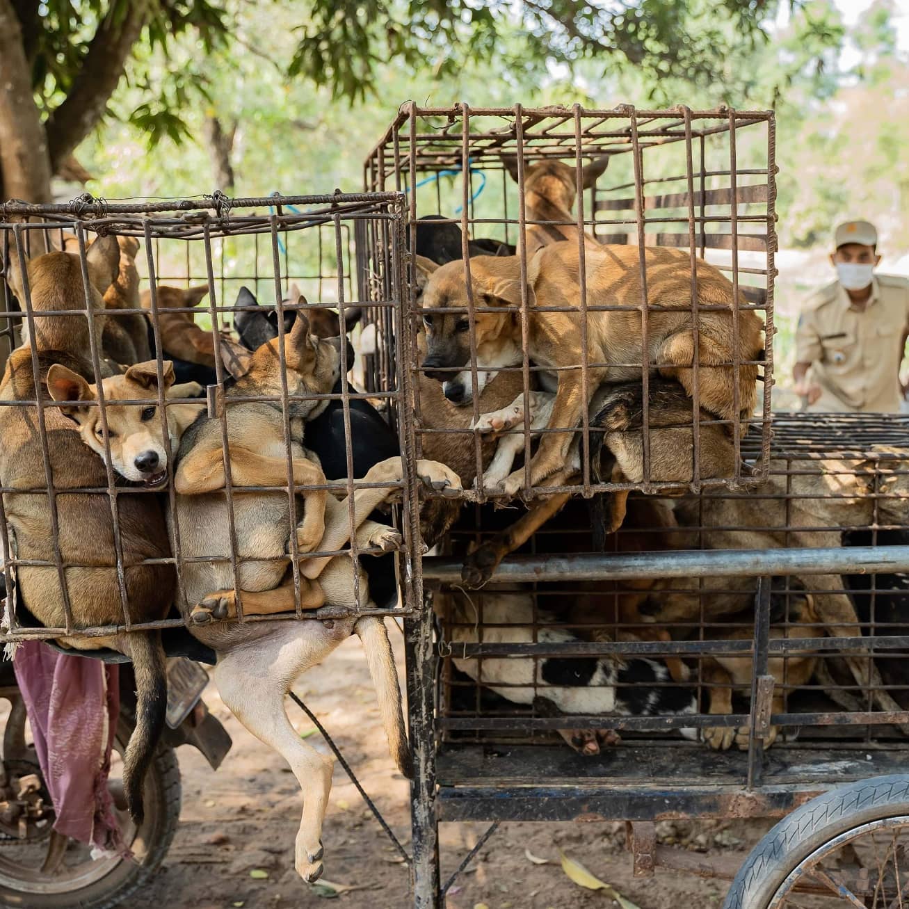 カンボジア犬肉産業：少しづつ少しづつ変わりゆく