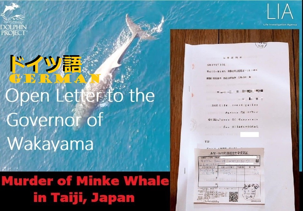 GERMAN: Mord an Zwergwal in Taiji: Offener Brief an den Gouverneur von Wakayama