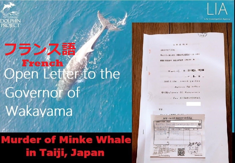 FRENCH: Meurtre du petit rorqual à Taiji: lettre ouverte au gouverneur de Wakayama