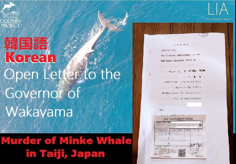 KOREAN:<혼획 밍크고래의 도살>에 대한 공개 질문장에 대한 와카야마현 농림수산국자원관리의 회신을 공개합니다